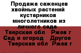 Продажа саженцев хвойных растений, кустарников, многолетников из личного сада - Тверская обл., Ржев г. Сад и огород » Другое   . Тверская обл.,Ржев г.